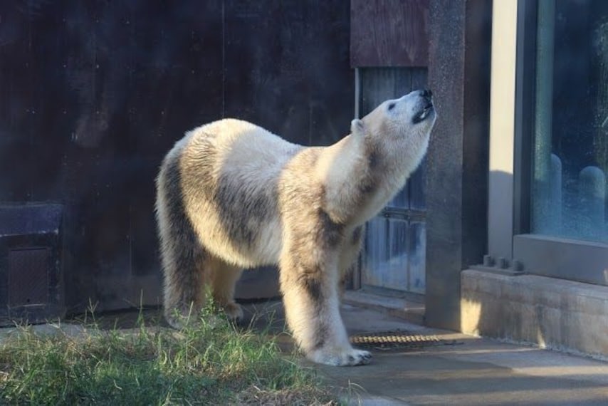 Ueno Zoo-4